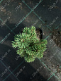Саженцы, ель голубая колючая (Picea pungens), 10-20 см., P9 купить в Красноярске