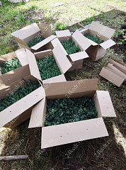 Сеянцы ели голубой колючей, 10-20 см купить в Красноярске