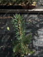 Саженцы, ель голубая колючая (Picea pungens), 10-20 см., P9 купить в Красноярске