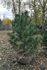 Саженцы, кедр сибирский, ЭКСТРА класс, 130-170 см. WRB купить в Красноярске