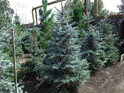 Саженцы, ель голубая колючая (Picea pungens), 12-15 лет, 140-160 см.,WRB купить в Красноярске