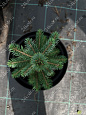 Саженцы, ель голубая колючая (Picea pungens), 6-7 лет, 15-30 см., с2  купить в Красноярске