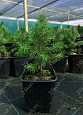 Саженцы, ель голубая колючая (Picea pungens), 10-20 см., P9 купить в Красноярске