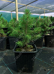 Саженцы, ель голубая колючая (Picea pungens), 10-20 см., P9 купить в Красноярске