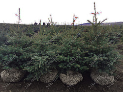 Саженцы, ель голубая колючая (Picea pungens), 12-15 лет, 140-160 см.,WRB купить в Красноярске