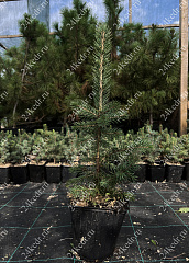 Саженцы, ель голубая колючая (Picea pungens), 10-20 см., P9 купить в Красноярске