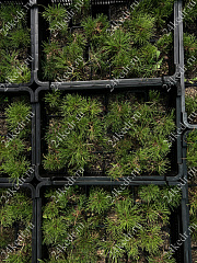 Саженцы, сосна горная Pinus Mugo, 10-15 см, 4-5 лет, P9 купить в Красноярске