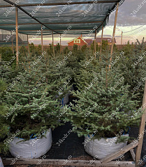 Саженцы, ель голубая колючая (Picea pungens), 12-15 лет, 140-160 см.,WRB купить в Красноярске