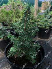 Саженцы, ель голубая колючая (Picea pungens), 6-7 лет, 15-30 см., с2  купить в Красноярске