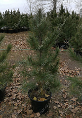 Саженцы, кедр сибирский, ЭКСТРА класс, 80-120 см. купить в Красноярске