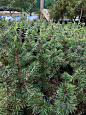 Саженцы, ель голубая колючая (Picea pungens), 10-20 см., P9 купить в Красноярске