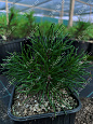 Саженцы, сосна горная Pinus Mugo, 10-15 см, 4-5 лет, P9 купить в Красноярске