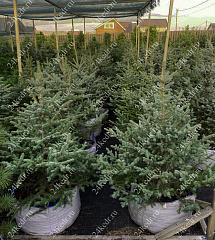 Саженцы, ель голубая колючая (Picea pungens), 12-15 лет, 140-160 см.,WRB купить в Красноярске