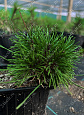 Саженцы, сосна горная Pinus Mugo, 10-15 см, 4-5 лет, P9 купить в Красноярске