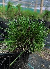 Саженцы, сосна горная Pinus Mugo, 10-15 см, 4-5 лет, P9 купить в Красноярске