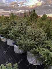 Саженцы, ель голубая колючая (Picea pungens), 12-15 лет, 140-160 см.,WRB купить в Красноярске