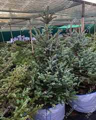 Саженцы, ель голубая колючая (Picea pungens), 12-15 лет, 140-160 см.,WRB купить в Красноярске