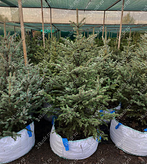 Саженцы, ель голубая колючая (Picea pungens), 12-15 лет, 140-160 см.,WRB купить в Красноярске