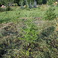 Саженцы, лиственница сибирская (Larix sibirica), 80-120 см. купить в Красноярске