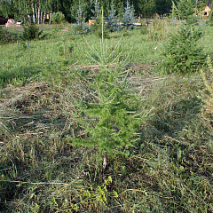 Саженцы, лиственница сибирская (Larix sibirica), 80-120 см. купить в Красноярске