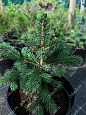 Саженцы, ель голубая колючая (Picea pungens), 6-7 лет, 15-30 см., с2  купить в Красноярске
