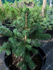Саженцы, ель голубая колючая (Picea pungens), 6-7 лет, 15-30 см., с2  купить в Красноярске