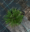 Саженцы, сосна горная Pinus Mugo, 10-15 см, 4-5 лет, P9 купить в Красноярске