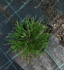 Саженцы, сосна горная Pinus Mugo, 10-15 см, 4-5 лет, P9 купить в Красноярске