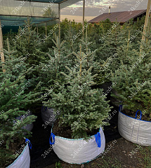 Саженцы, ель голубая колючая (Picea pungens), 12-15 лет, 140-160 см.,WRB купить в Красноярске