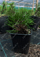 Саженцы, сосна горная Pinus Mugo, 10-15 см, 4-5 лет, P9 купить в Красноярске