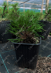 Саженцы, сосна горная Pinus Mugo, 10-15 см, 4-5 лет, P9 купить в Красноярске