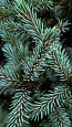 Саженцы, ель голубая колючая (Picea pungens), 10-20 см., P9 купить в Красноярске