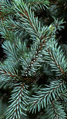 Саженцы, ель голубая колючая (Picea pungens), 10-20 см., P9 купить в Красноярске