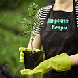 Саженцы, кедр сибирский, 10-20 см, 5 лет, P9 купить в Красноярске