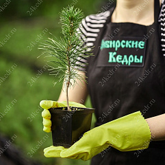 Саженцы, кедр сибирский, 10-20 см, 5 лет, P9 купить в Красноярске