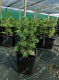 Саженцы, ель голубая колючая (Picea pungens), 10-20 см., P9 купить в Красноярске