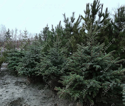 Саженцы, ель голубая колючая (Picea pungens), 12-15 лет, 140-160 см.,WRB купить в Красноярске