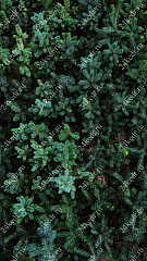 Саженцы, ель голубая колючая (Picea pungens), 10-20 см., P9 купить в Красноярске