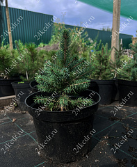 Саженцы, ель голубая колючая (Picea pungens), 6-7 лет, 15-30 см., с2  купить в Красноярске